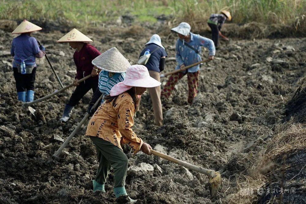 【媒体看昌明】贵定：“高粱+蚕豆”高效轮作“种”出乡村振兴新